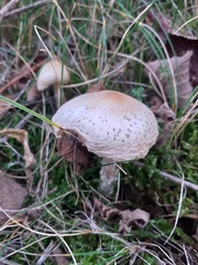 Macrolepiota mastoidea
