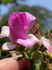 Pereskia grandifolia