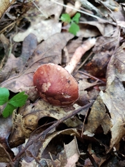 Limacella