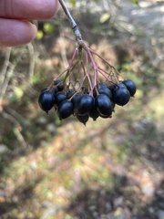 Viburnum prunifolium