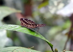 Lexias pardalis dirteana