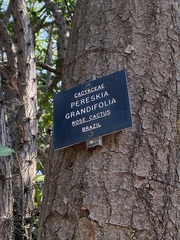 Pereskia grandifolia