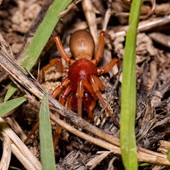 Dysdera