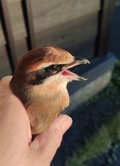 Lanius bucephalus bucephalus