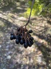 Viburnum prunifolium