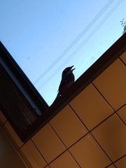 Lanius bucephalus bucephalus