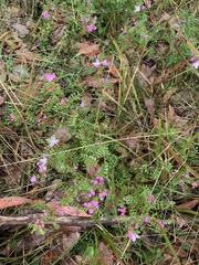 Boronia microphylla