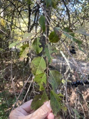 Viburnum prunifolium