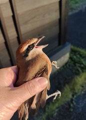 Lanius bucephalus bucephalus