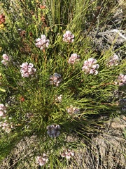 Serruria ascendens