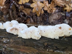 Byssomerulius corium