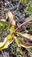 Leucadendron