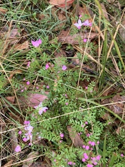 Boronia microphylla