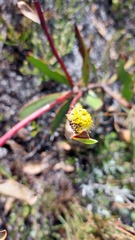 Leucadendron