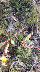 Leucadendron