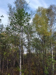 Betula platyphylla