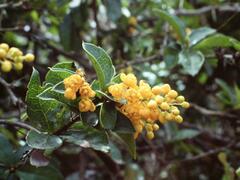 Berberis litoralis