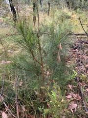Allocasuarina littoralis