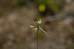 Caladenia tentaculata
