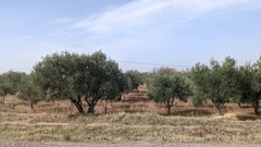 Olea europaea