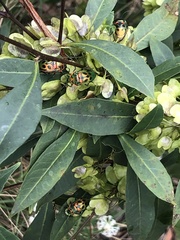 Scutiphora pedicellata