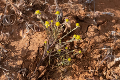 Gnephosis arachnoidea