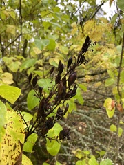 Syringa