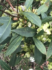 Scutiphora pedicellata