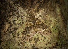 Crasilogia gressitti