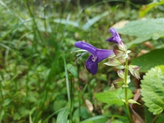 Salvia glabrescens