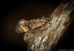 Barea platyochra