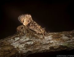 Barea platyochra