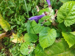 Salvia glabrescens