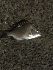 Acanthopagrus pacificus