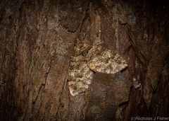 Crasilogia gressitti