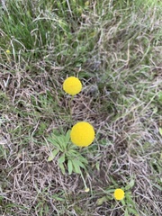 Craspedia variabilis