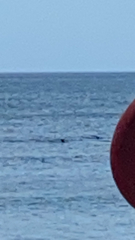 Phocoena phocoena
