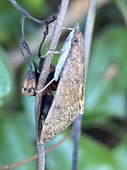Uresiphita ornithopteralis