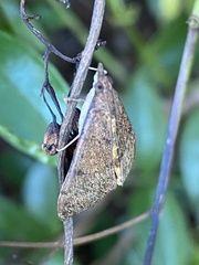 Uresiphita ornithopteralis