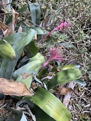 Aechmea fasciata