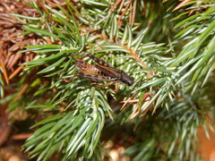 Melanoplus fasciatus