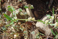 Alternanthera denticulata