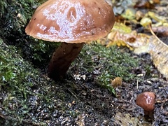 Galerina marginata