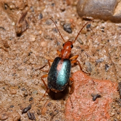 Brachinus sclopeta