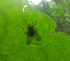 Symphoromyia