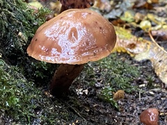 Galerina marginata