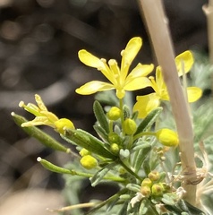 Descurainia bourgaeana