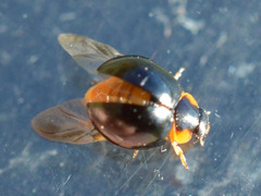 Parexochomus nigromaculatus