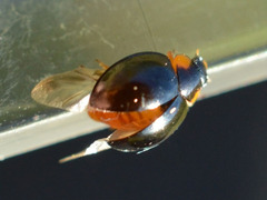 Parexochomus nigromaculatus