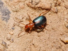 Brachinus sclopeta